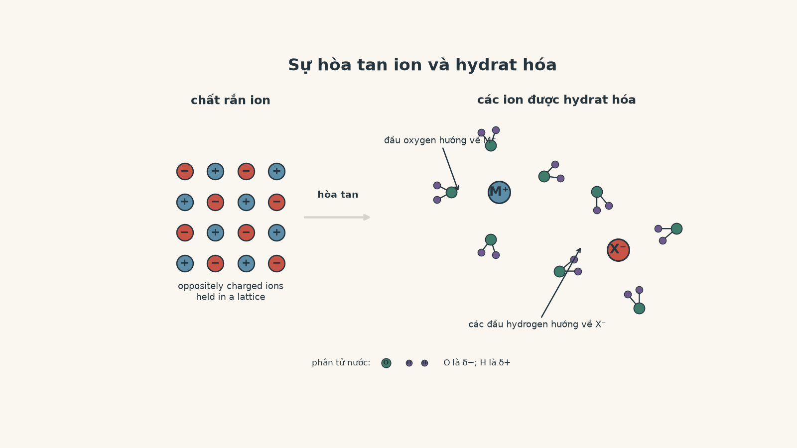 Sơ đồ cho thấy một chất rắn ion tách thành các ion dương và âm trong nước, với các đầu oxygen của phân tử nước hướng về ion dương và các đầu hydrogen hướng về ion âm.