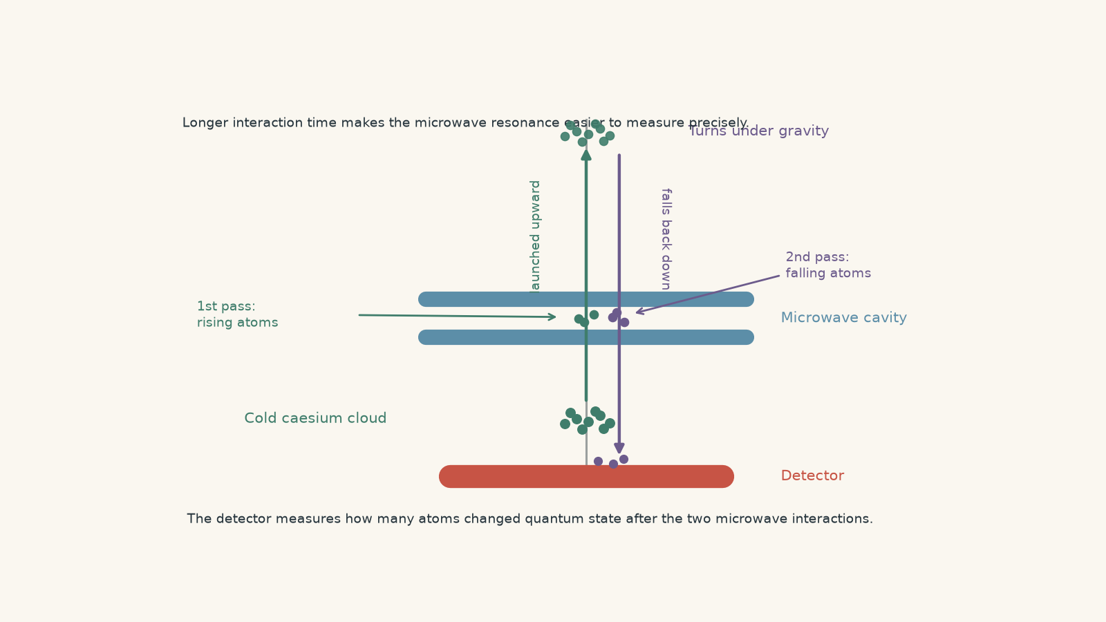 Diagram of a caesium fountain clock showing cold caesium atoms launched upward through a microwave cavity, turning under gravity, falling back through the cavity, and reaching a detector.