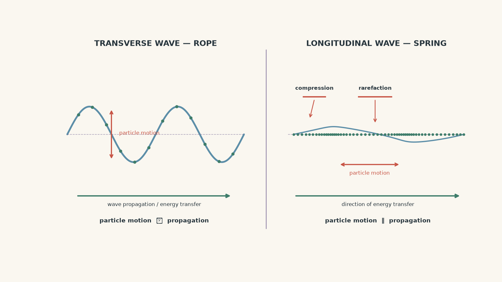Side-by-side physics diagram comparing a transverse wave on a rope, with particles moving up and down perpendicular to wave propagation, and a longitudinal wave in a spring, with compressions and rarefactions and particles oscillating parallel to energy transfer.