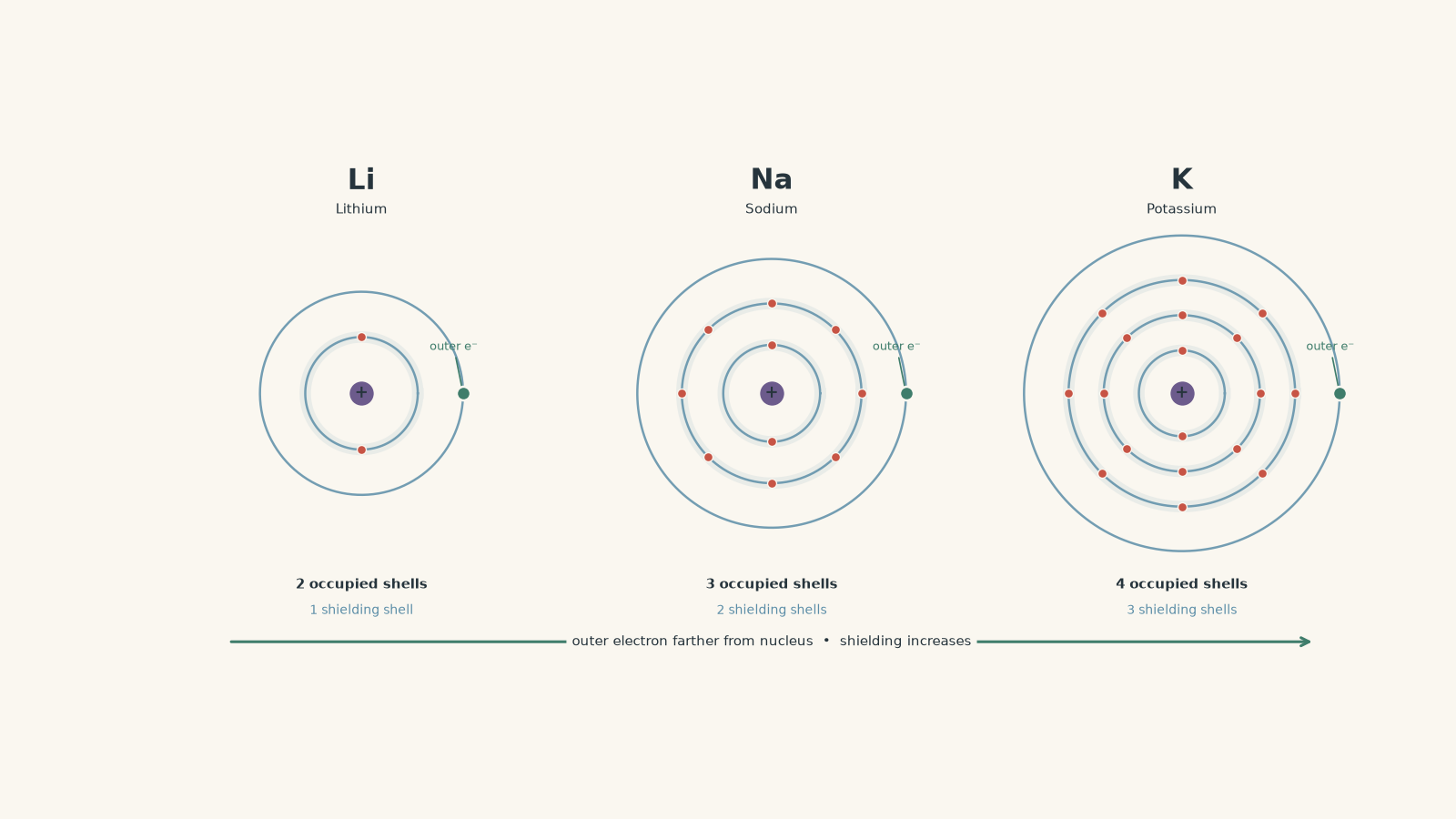 Side-by-side Bohr-style diagrams of lithium, sodium, and potassium showing 2, 3, and 4 occupied electron shells; each has one outer electron progressively farther from the nucleus and shielded by more inner shells.