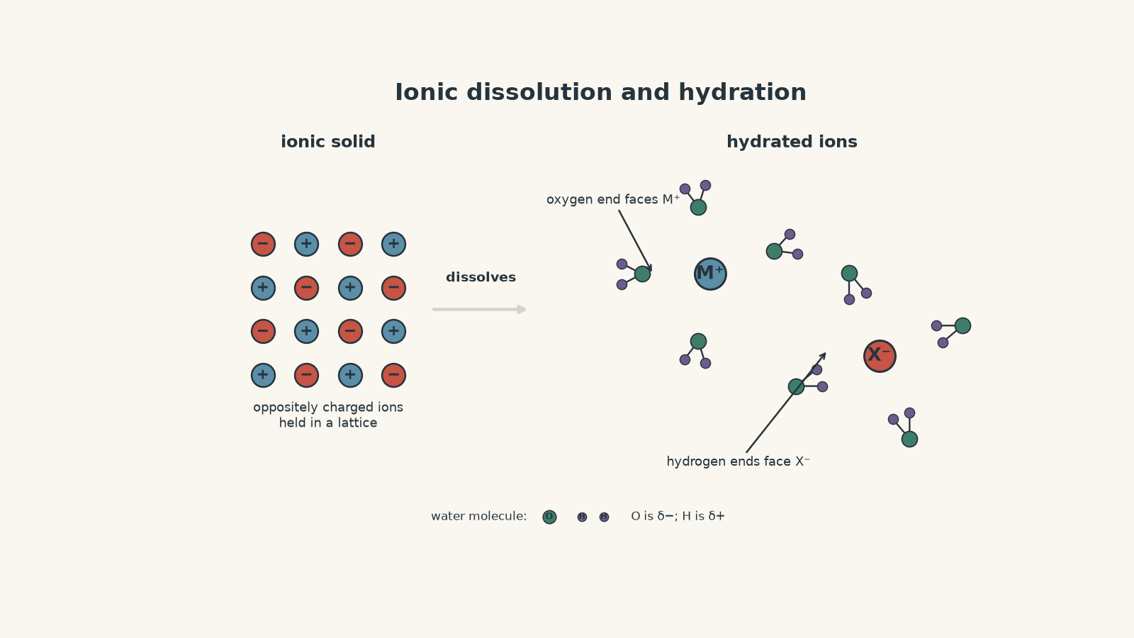 Diagram showing an ionic solid separating into positive and negative ions in water, with oxygen ends of water molecules facing the positive ion and hydrogen ends facing the negative ion.