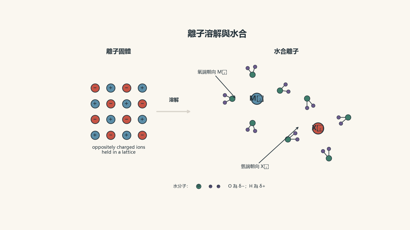 顯示離子固體在水中分離成正、負離子的示意圖；水分子的氧端朝向正離子，而氫端朝向負離子。